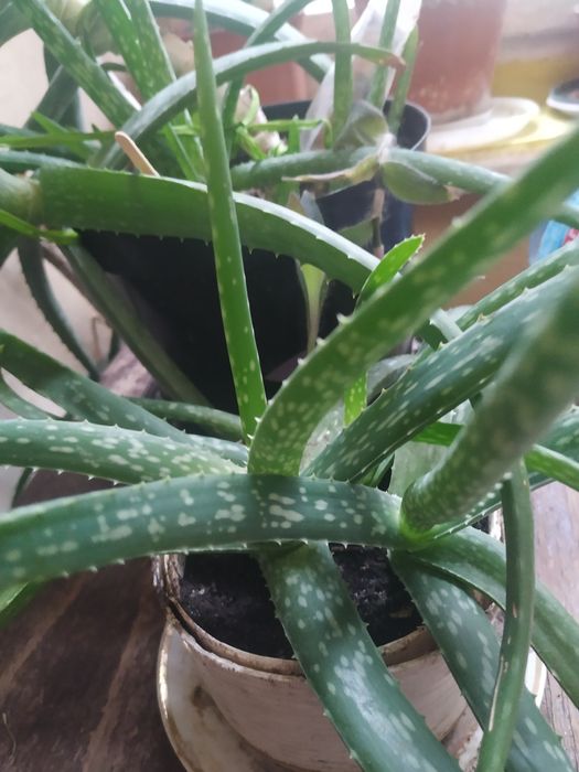 Алое Vera кімнатна квітка