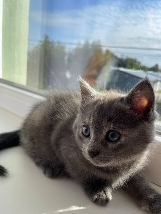 Безкоштовно котики