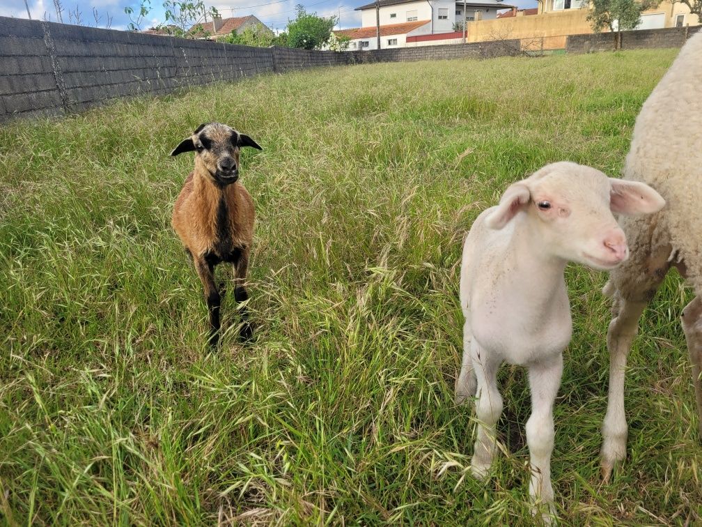 Muflão ovelha dos camarões