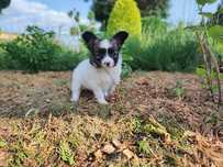 Papillon Spaniel Kontynentalny szczeniak ZKwP