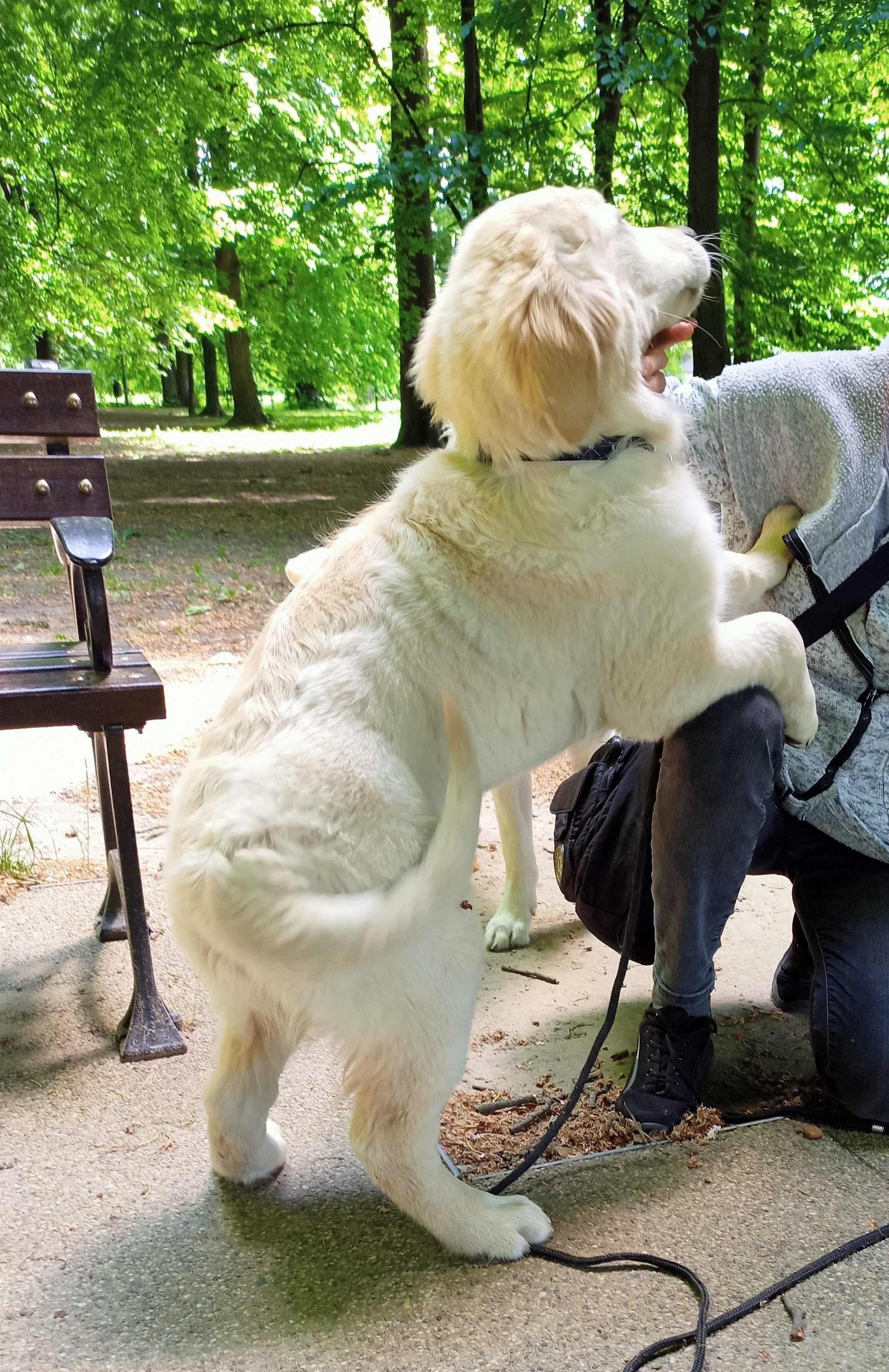 Golden retriever     FCI/   ZKwP   kremowy piękny piesek