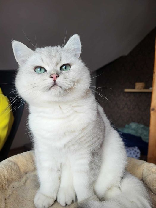 Kocięta Brytyjskie Srebrne Krótkowłose, kot brytyjski, kotka