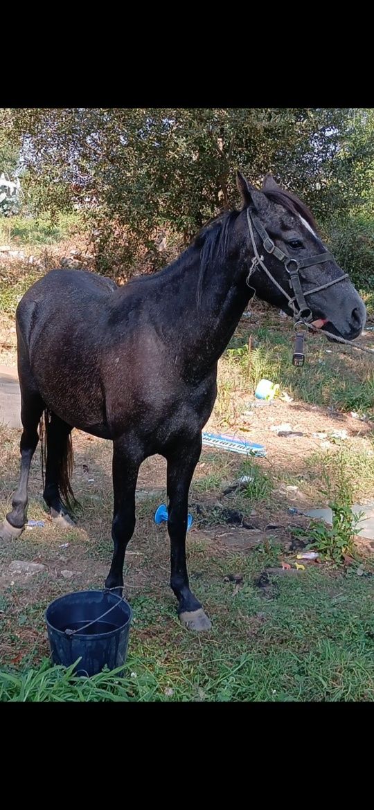 Vendo poldra com 26 meses
