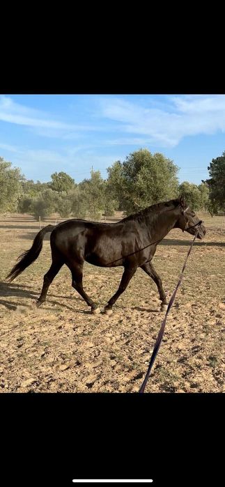 Cavalo Preto Cruzado