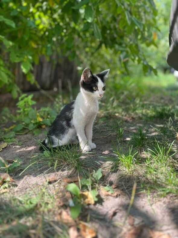 Котик безкоштовно