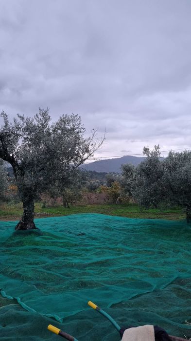 Tolde Rede Pano para Azeitona 10x10 Metros