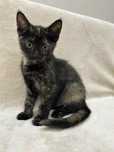 Kicia do adopcji