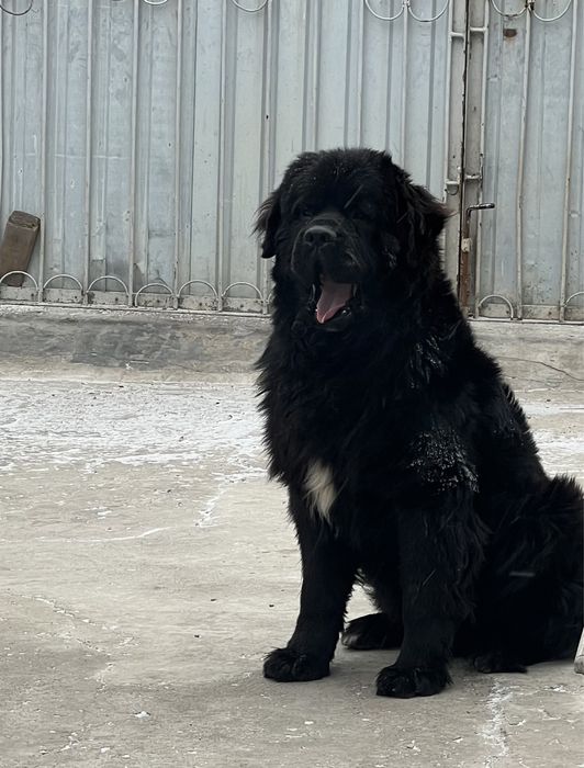 Ньюфаундленд