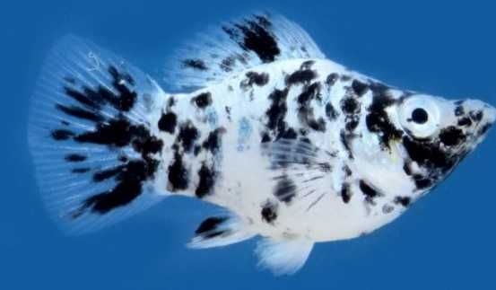 Peixes Molly Balão ADOPÇÂO