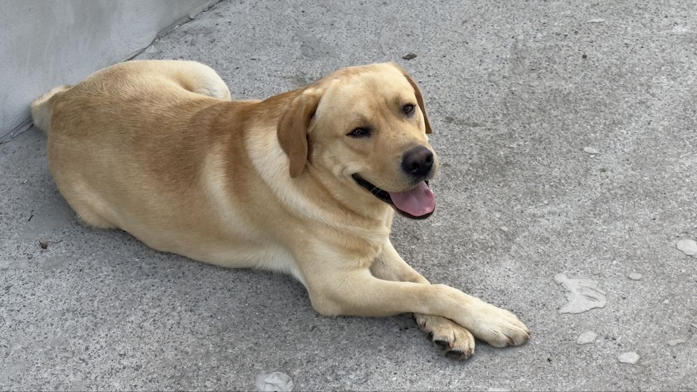 Залишилась Одна Дівчинка Лабрадор - ретрівер