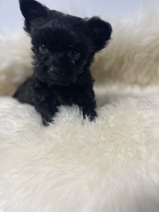 Czarna dziewczynka Yorkshire terrie