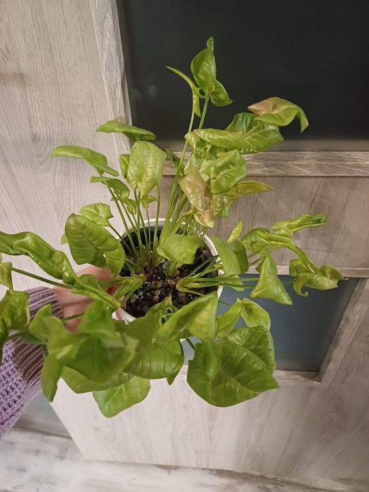 Syngonium milk confetti