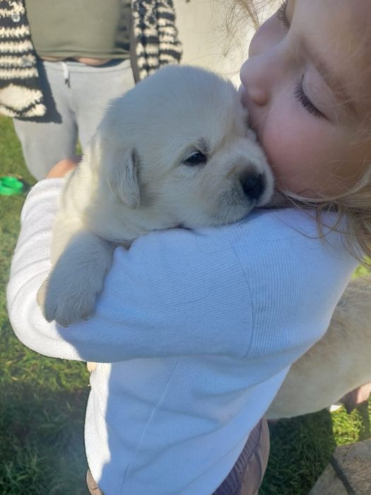 Лабрадор -ретривер _ чистокровні цуценята шукають дім
Ось приклад