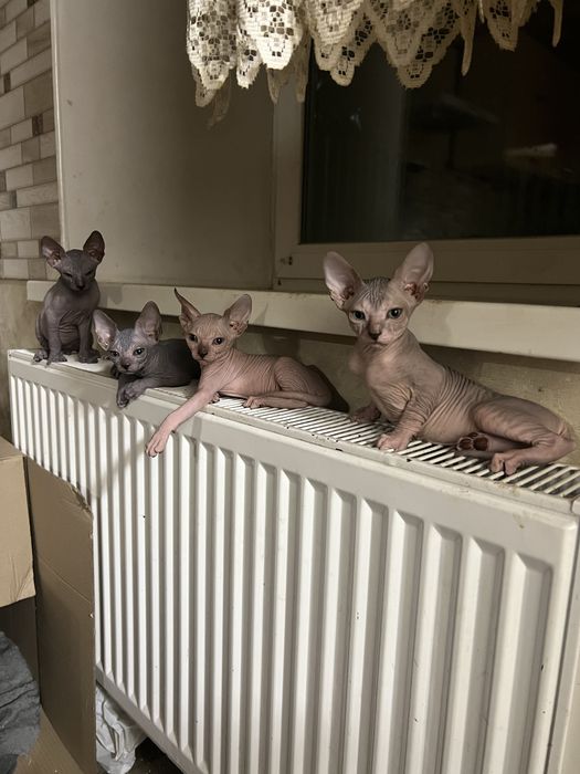 Сфінкс резинка сфинкс