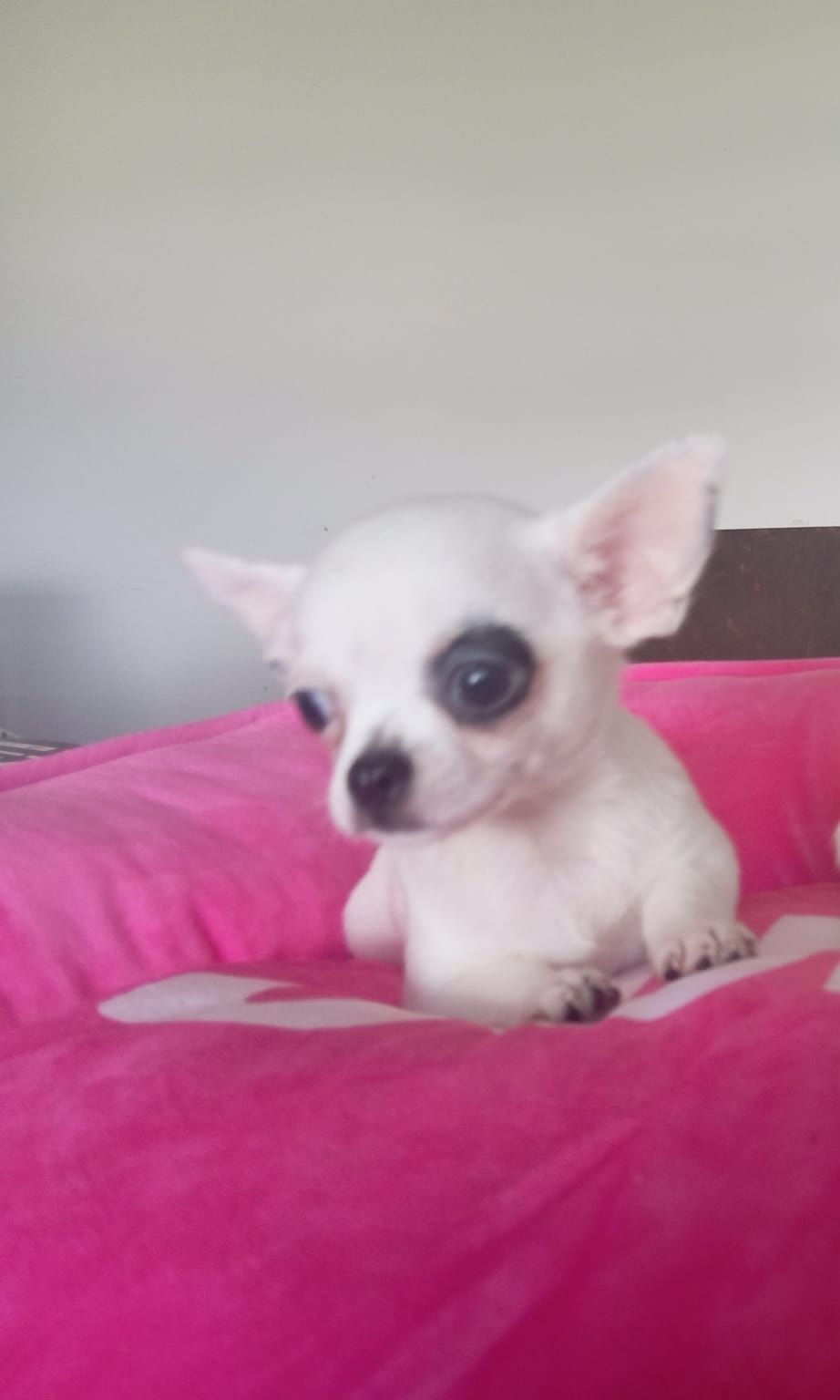 Piesek Chihuahua