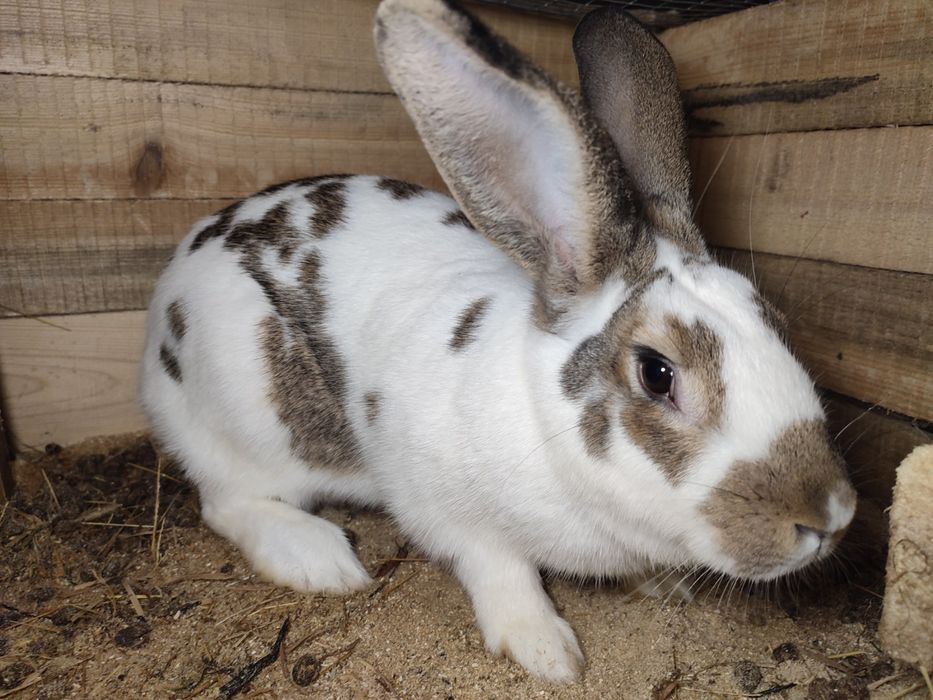 Продам молодую кролицу