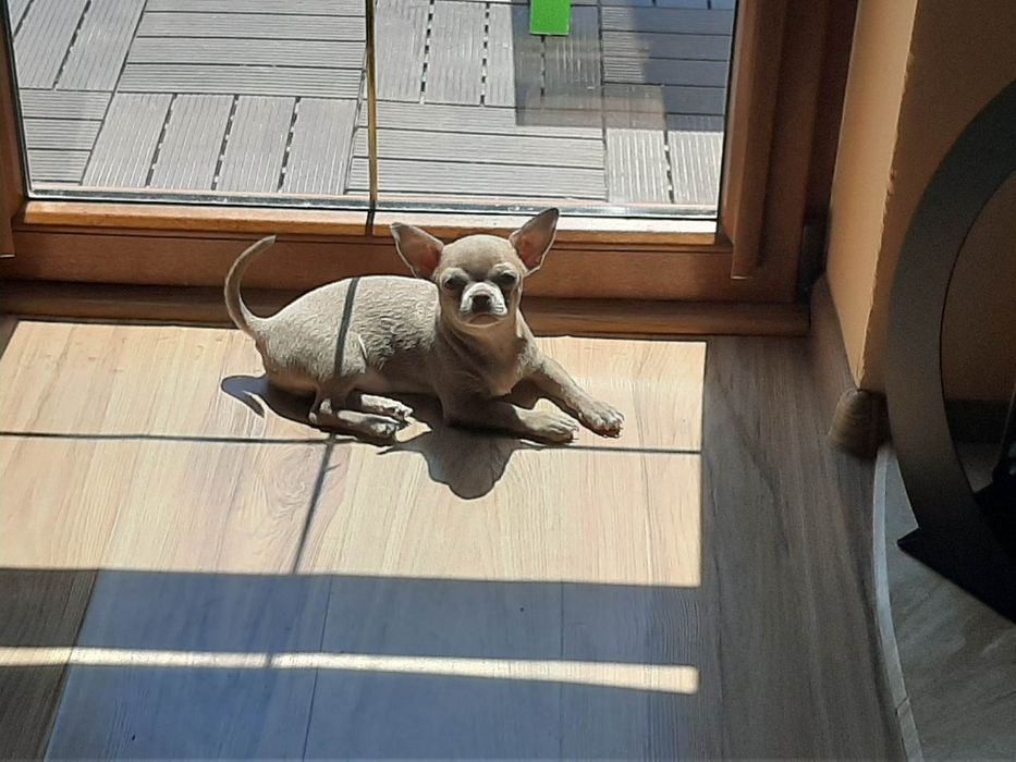 Chihuahua liliowy reproduktor