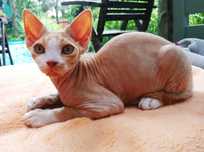Gambit kocurek Devon Rex