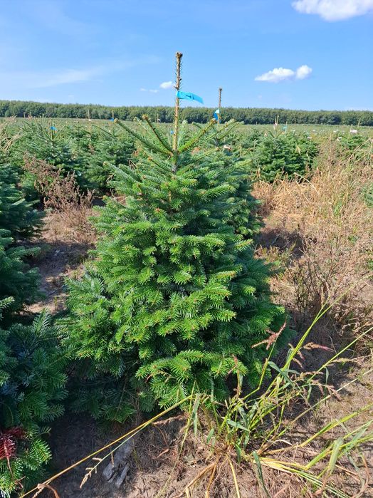 Jodła Kaukaska w donicy PREMIUM 125-150 cm/cięta od Tuchoinki.pl