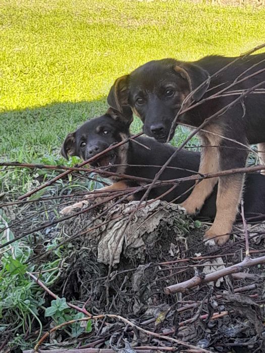 Suczki kundelki małe