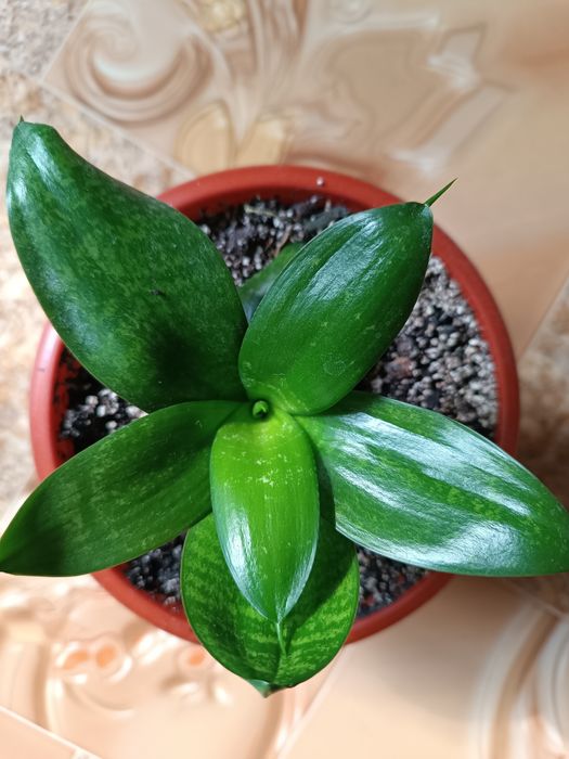 Сансевієрія Green