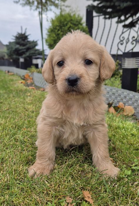 Mini Labradoodle Samczyk
