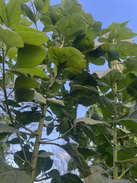 Topinambur słonecznik bulwiasty liście / bulwy świeże eko