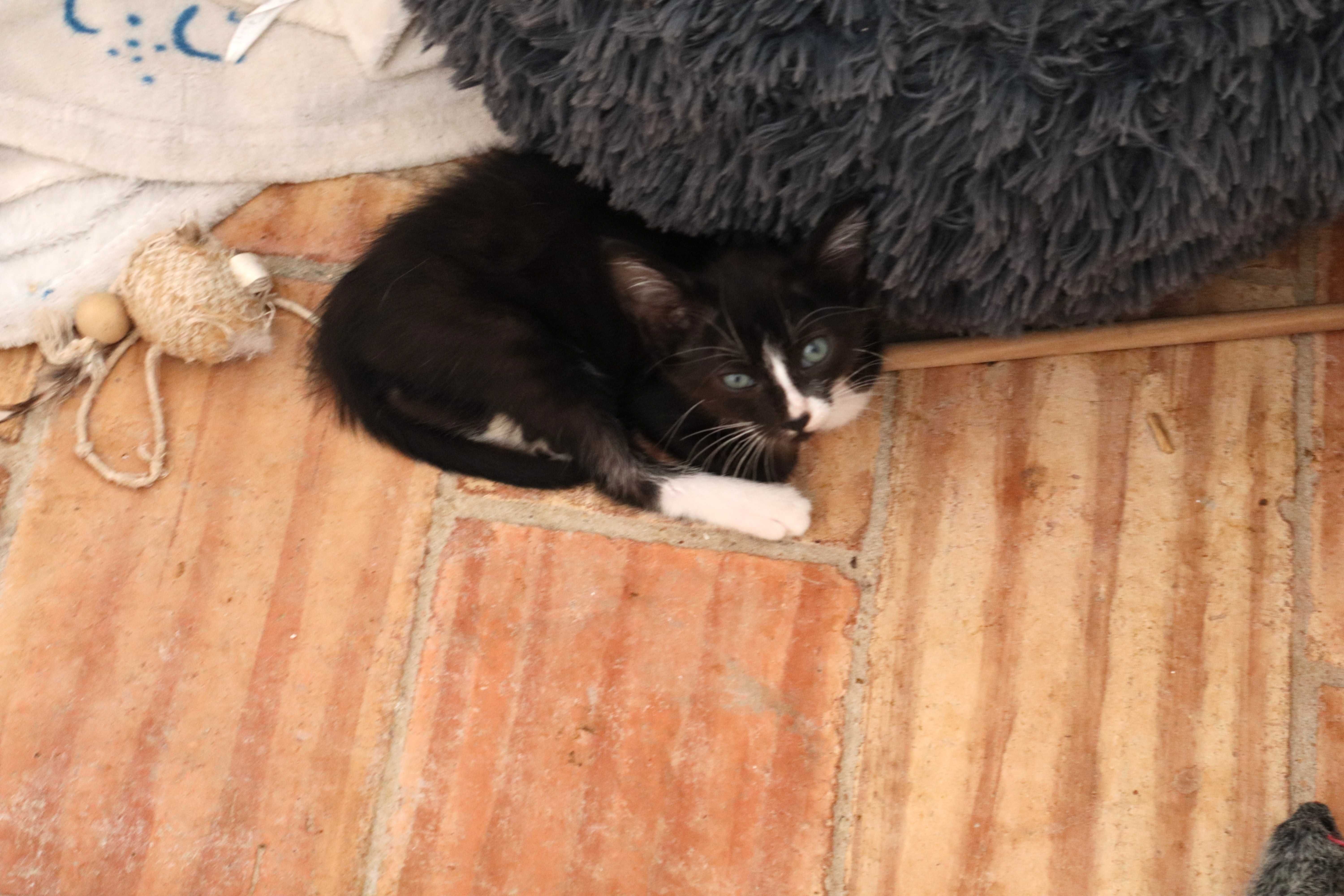 2 Gatinhos à procura de família- Tavira (Algarve)