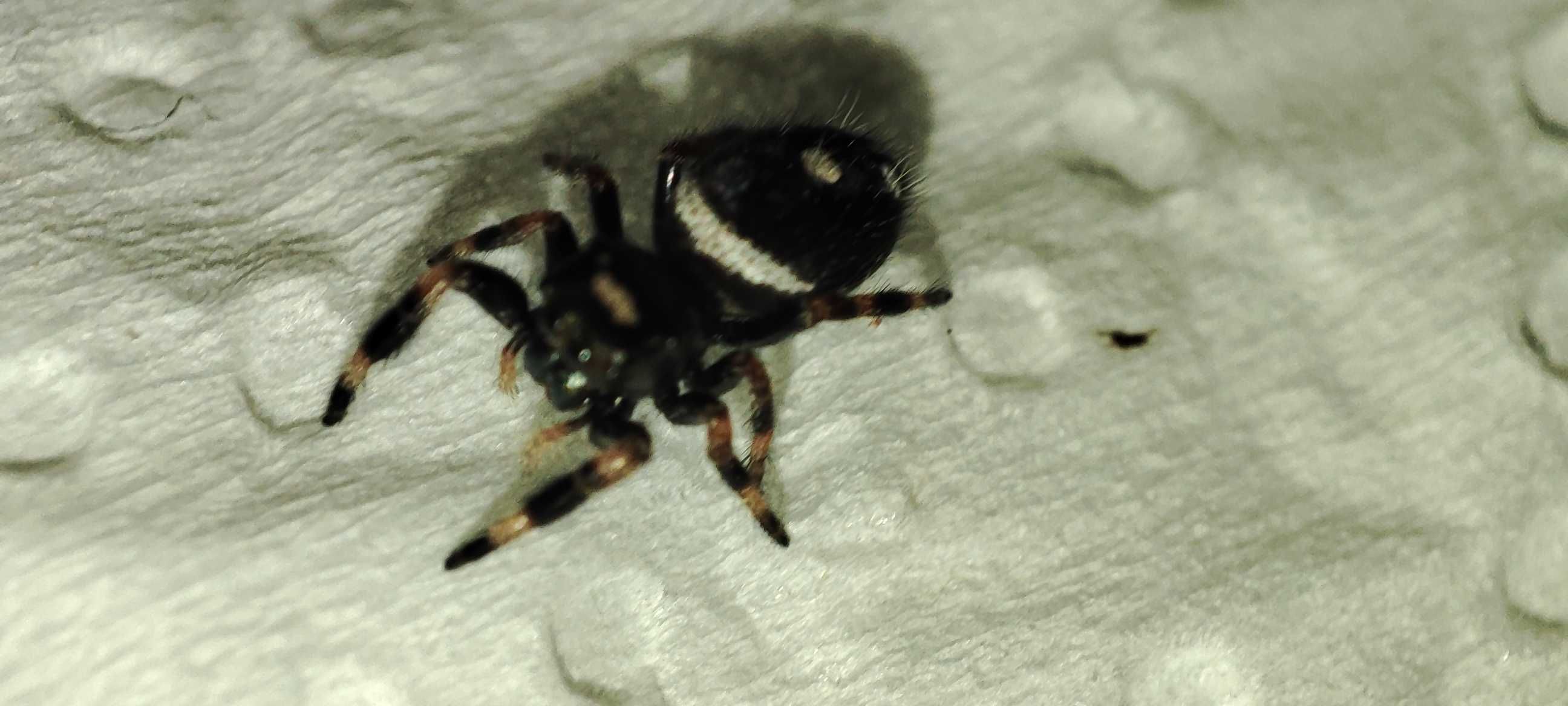 Samice skakun królewski Phidippus regius "Bahamas" L5/6+ GRATISY!!!