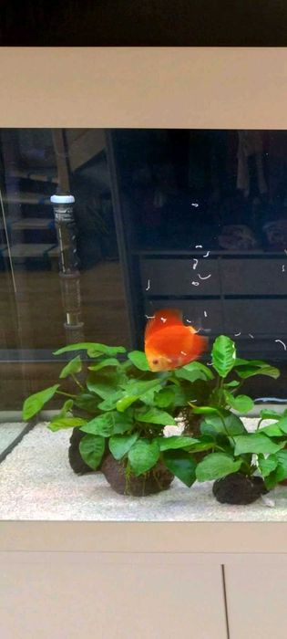 Paletki bardzo ładne 2 szt