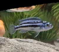 Pyszczaki  Malawi Melanochromis maingano