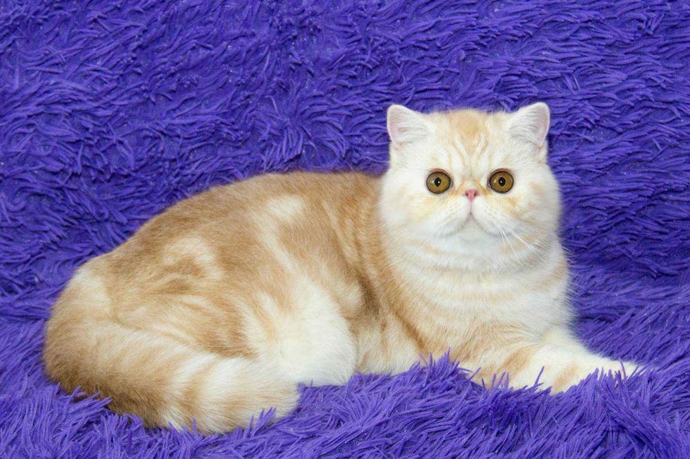 Сладкий экзотик Зефир