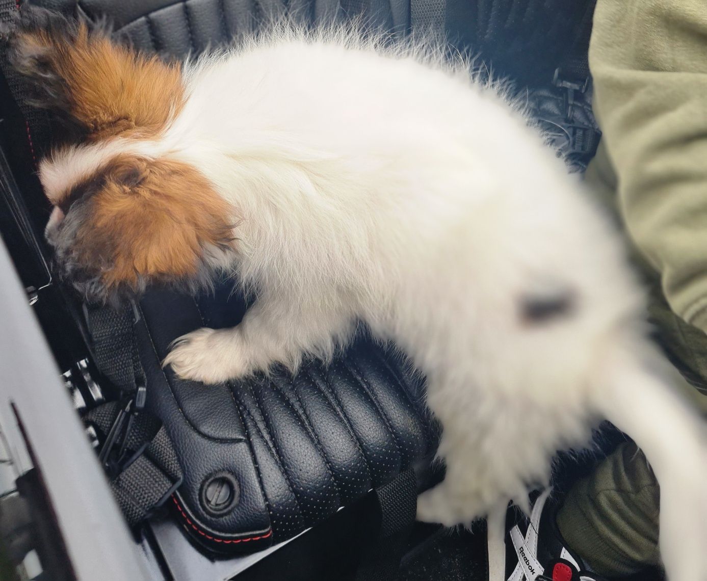 Spaniel kontynentalny miniaturowy Papillon-piesek