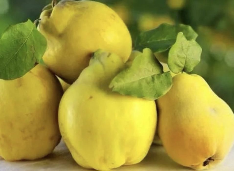 Świeża PIGWA  prosto z drzewa