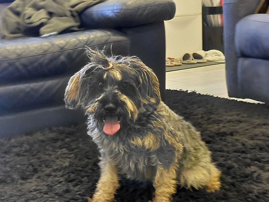 Sal- cão de porte pequeno para adoção responsável (8kg)