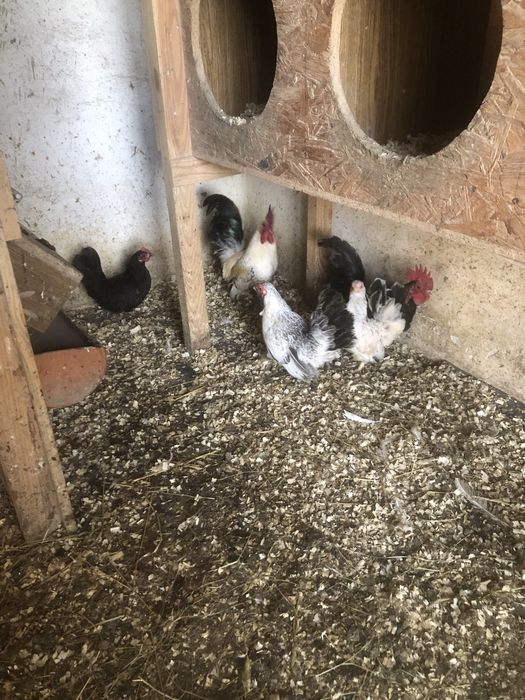 Jaja legowe szabo chabo liliputka