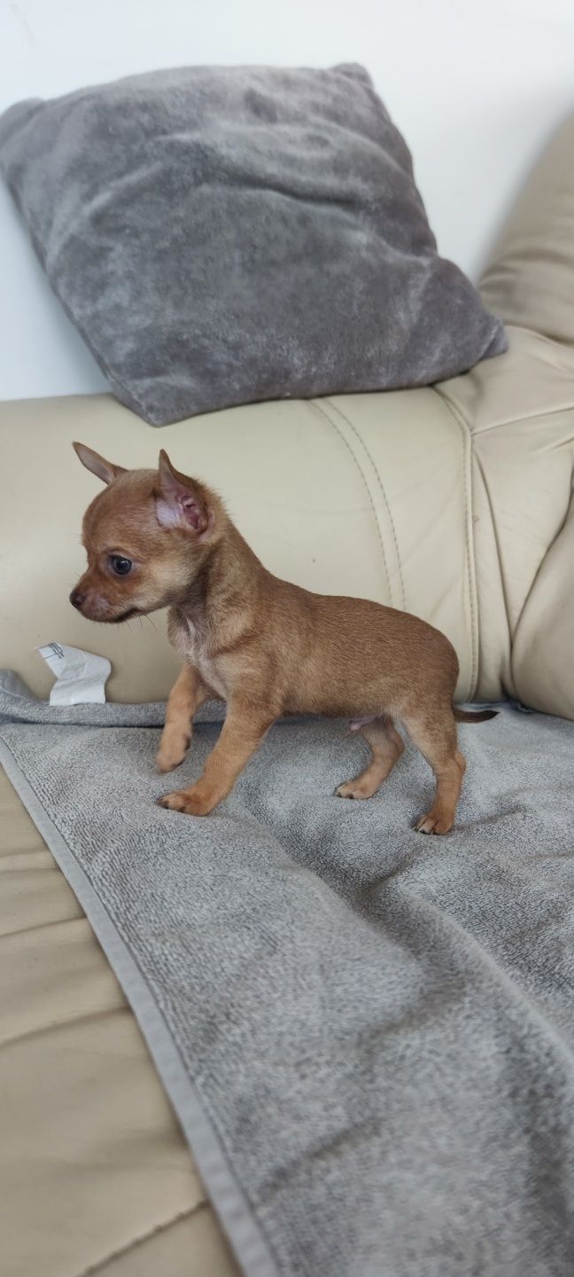 Chihuahua miniatura macho disponível