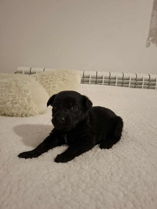 Oddam szczeniaczki w dobre ręce