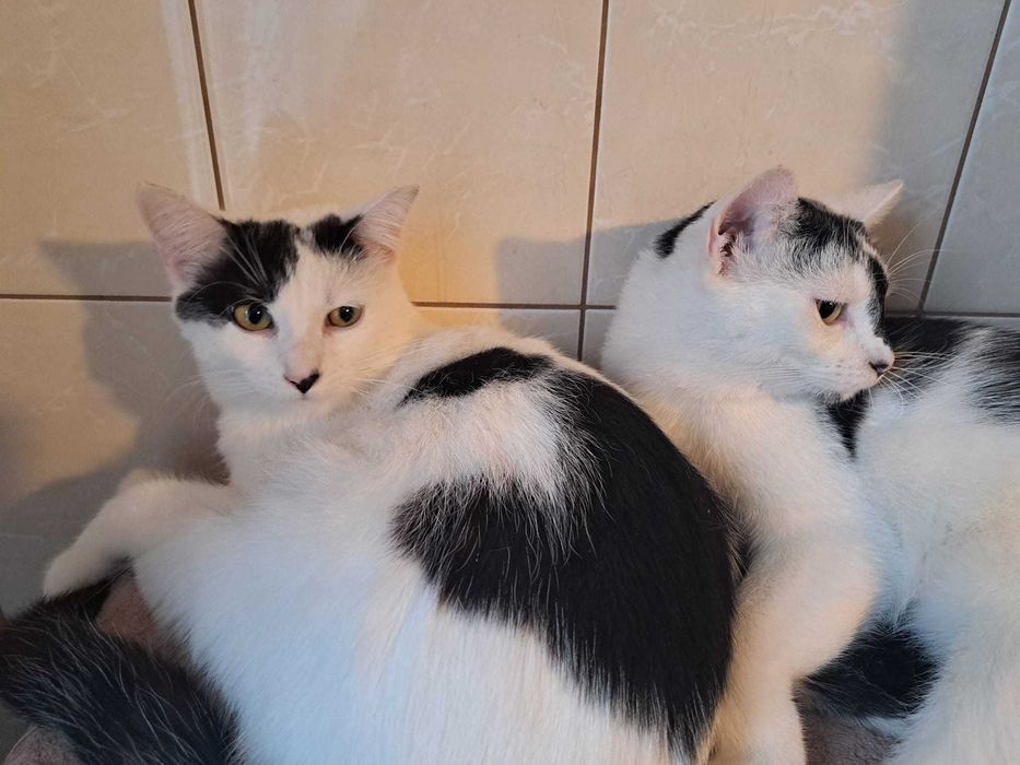 Kociaki  szukają domów -grzecznościowo -aktualne-transport