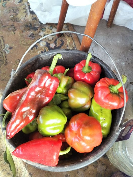 Семена болгарского перца