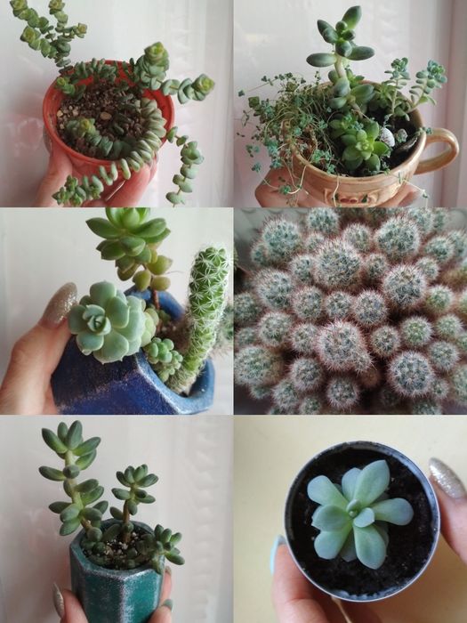 Суккуленти кімнатні Ехеверія
