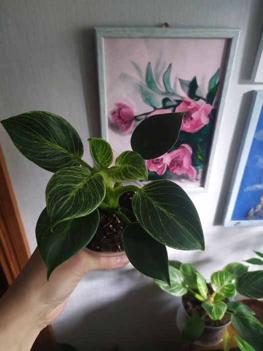 Філодендрон 'Birkin' [Philodendron 'Birkin']