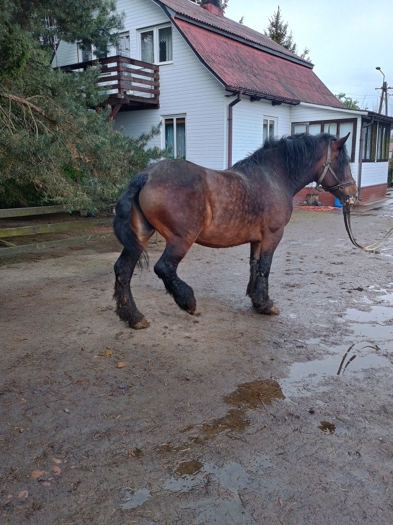 Sprzedam klacz zimnokrwistą