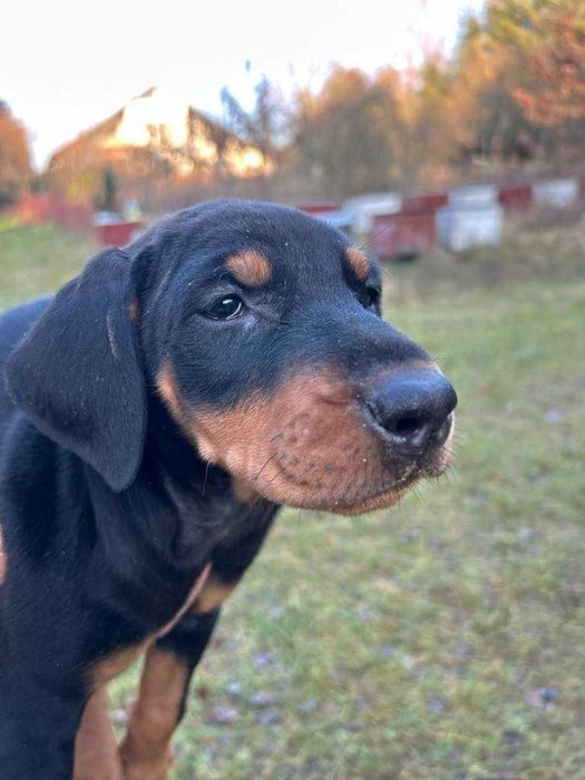 Doberman szczenie.