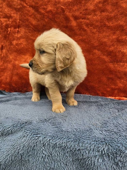 Golden Retriever - złoty szczeniak