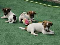 Jack russell terrier szczenię z metryką