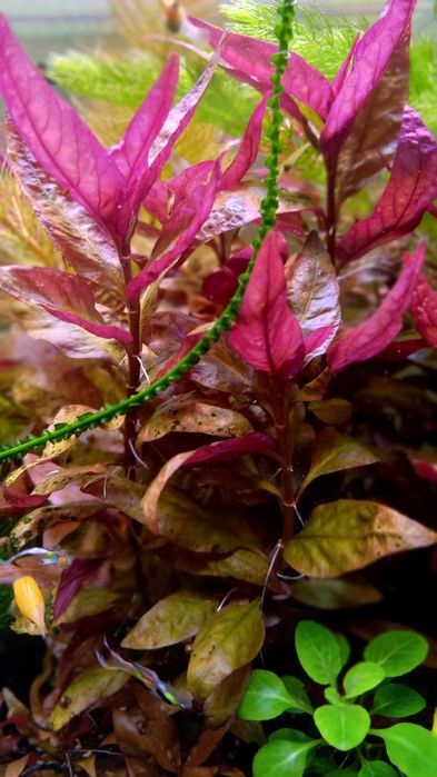 Аквариумные растения .