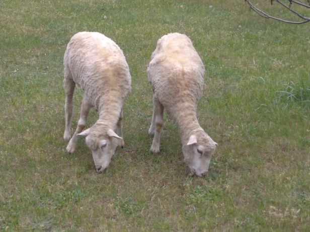 Owce merynos 100%, wschodnio fryzyjskie