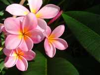 Estacas de plumeria