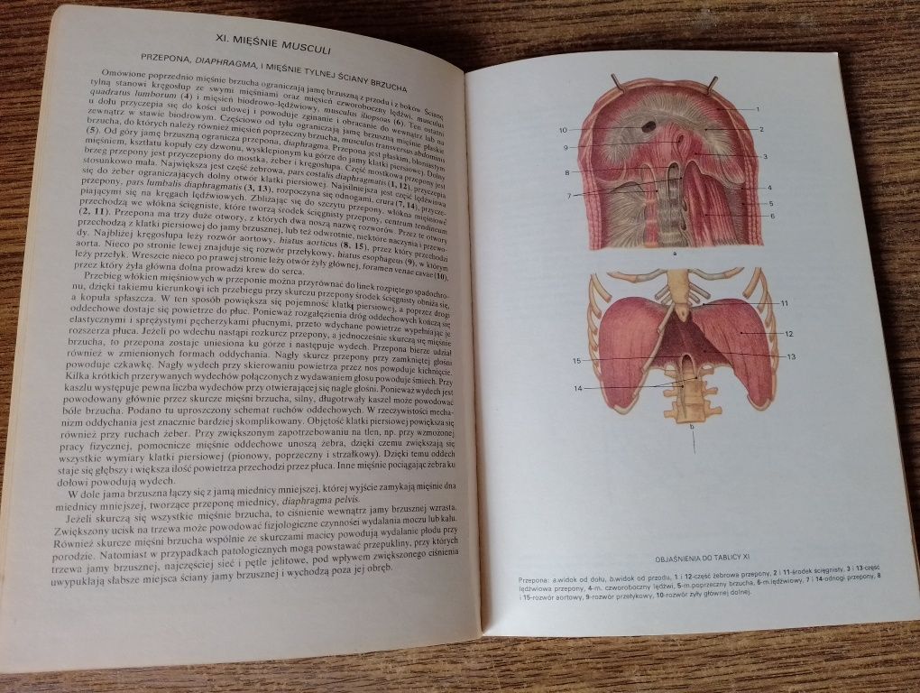 Mały atlas anatomiczny